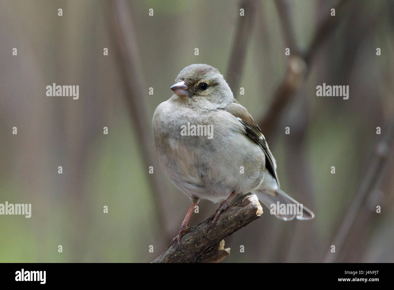 La photo montre une femelle pinson sur une branche Banque D'Images