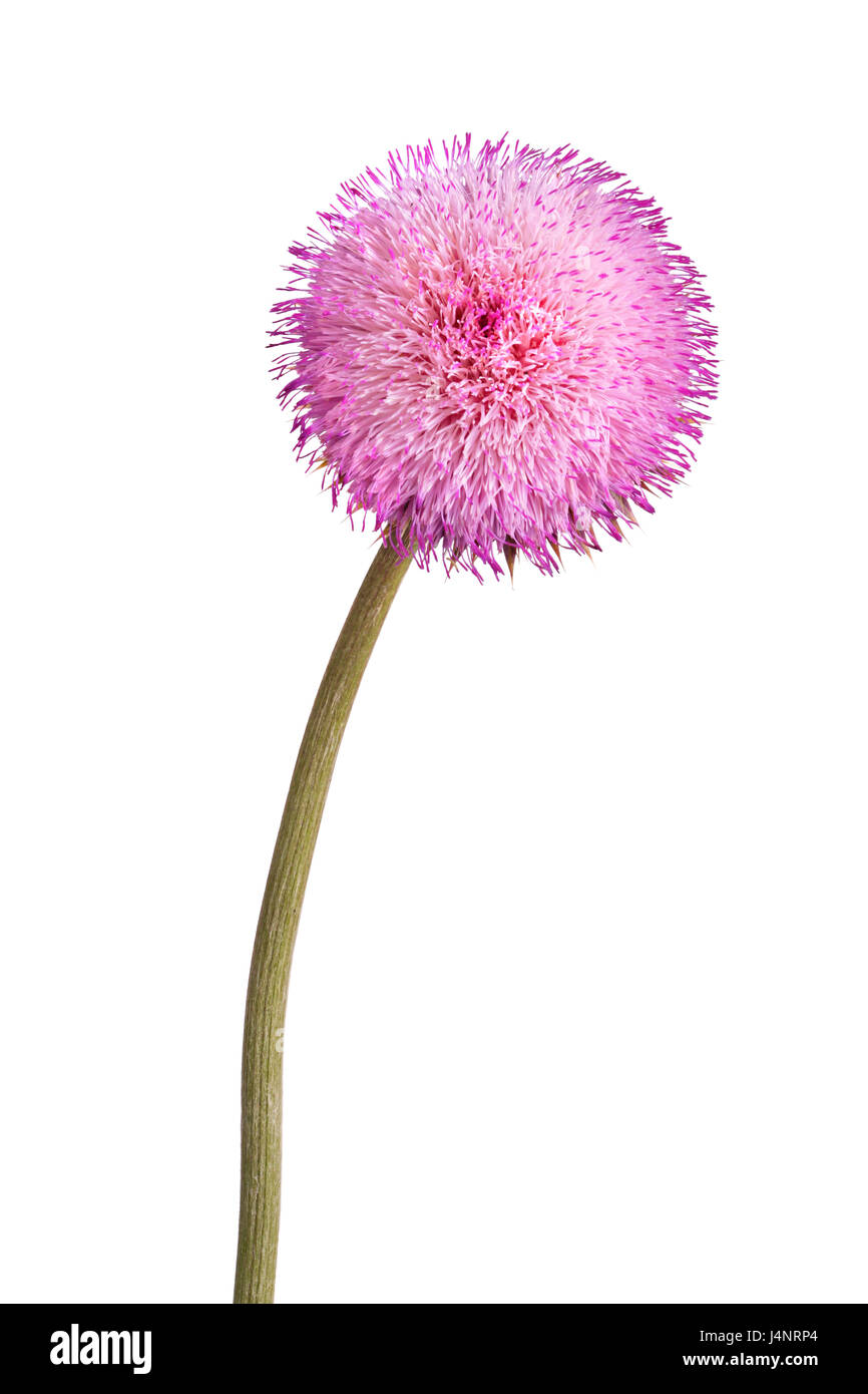 Tige simple avec un composé de musc fleur chardon (Carduus nutans) isolé sur fond blanc Banque D'Images