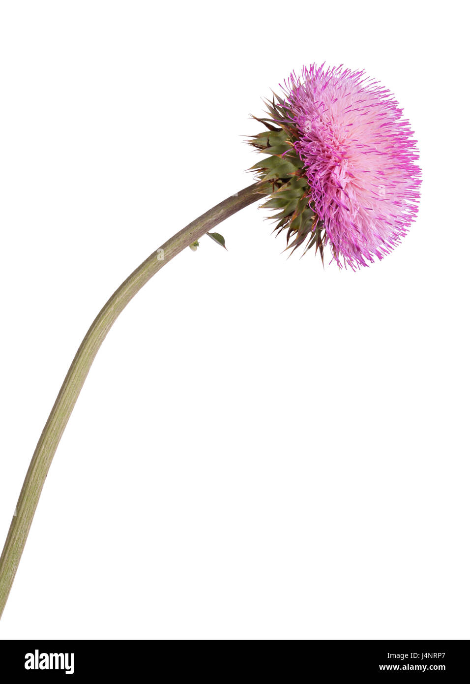 Tige simple avec un composé de musc fleur chardon (Carduus nutans) isolé sur fond blanc Banque D'Images
