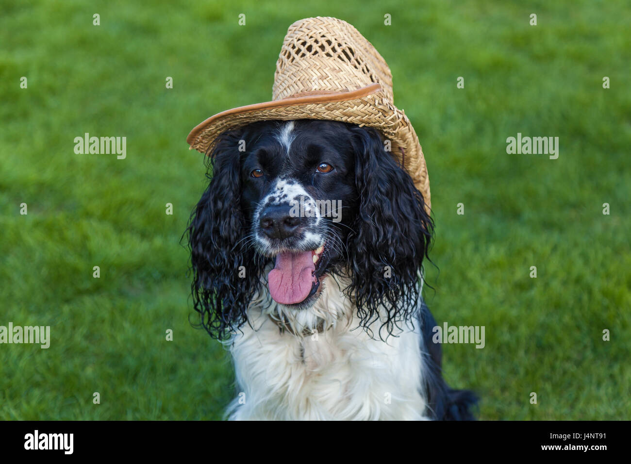 Le Chien De Race Cocker Anglais Se Trouve Dans Un Chapeau De