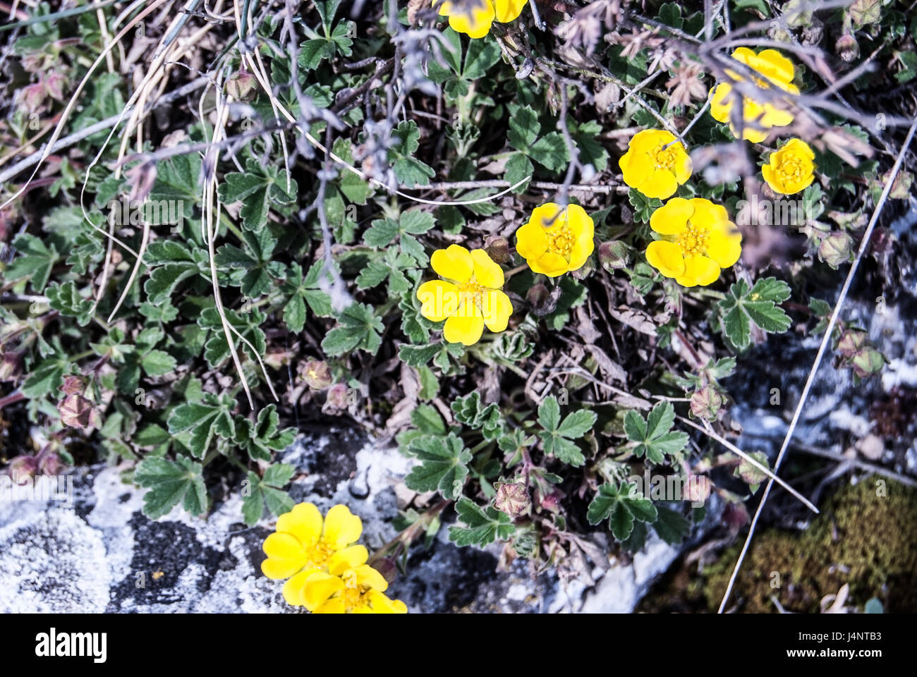 Anemone ranunculoides plante en printemps palava montagnes en Moravie du sud Banque D'Images