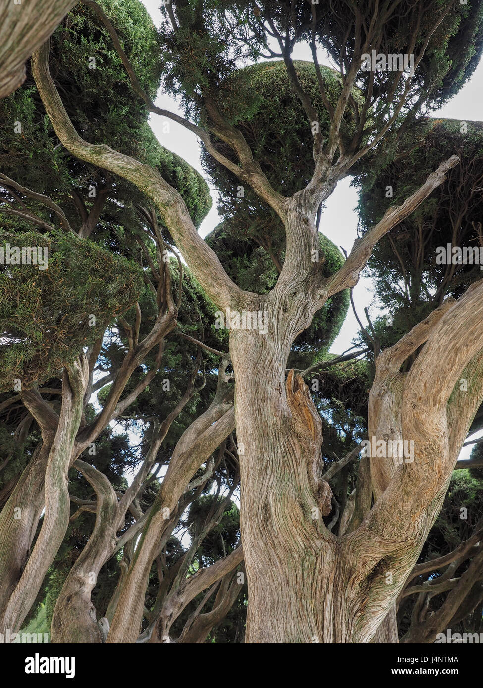 Vue à la recherche jusqu'à l'auvent en forme de cyprès ornée des branches noueuses dans de parc Parque del Retiro à Madrid, Espagne Banque D'Images