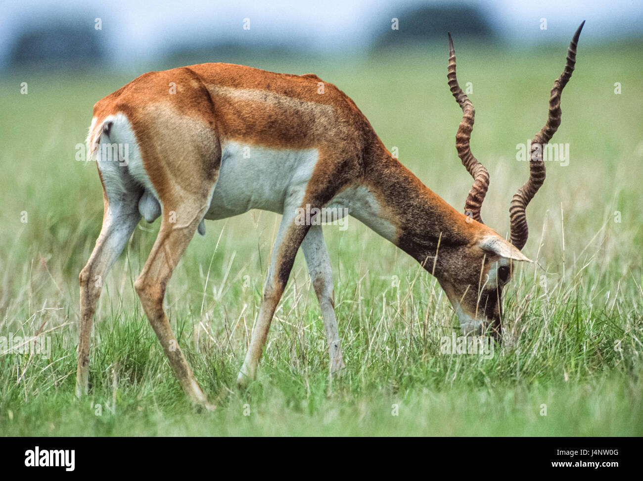 Antilope cervicapra Blackbuck, indiennes, Parc National, Velavadar Blackbuck, Gujarat, Inde Banque D'Images