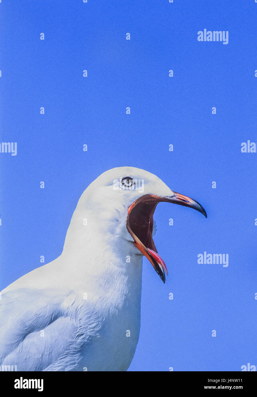 Goéland argenté,Chroicocephalus novaehollandiae, bec ouvert avec large ouverture de la bouche, à Byron Bay, New South Wales, Australie Banque D'Images