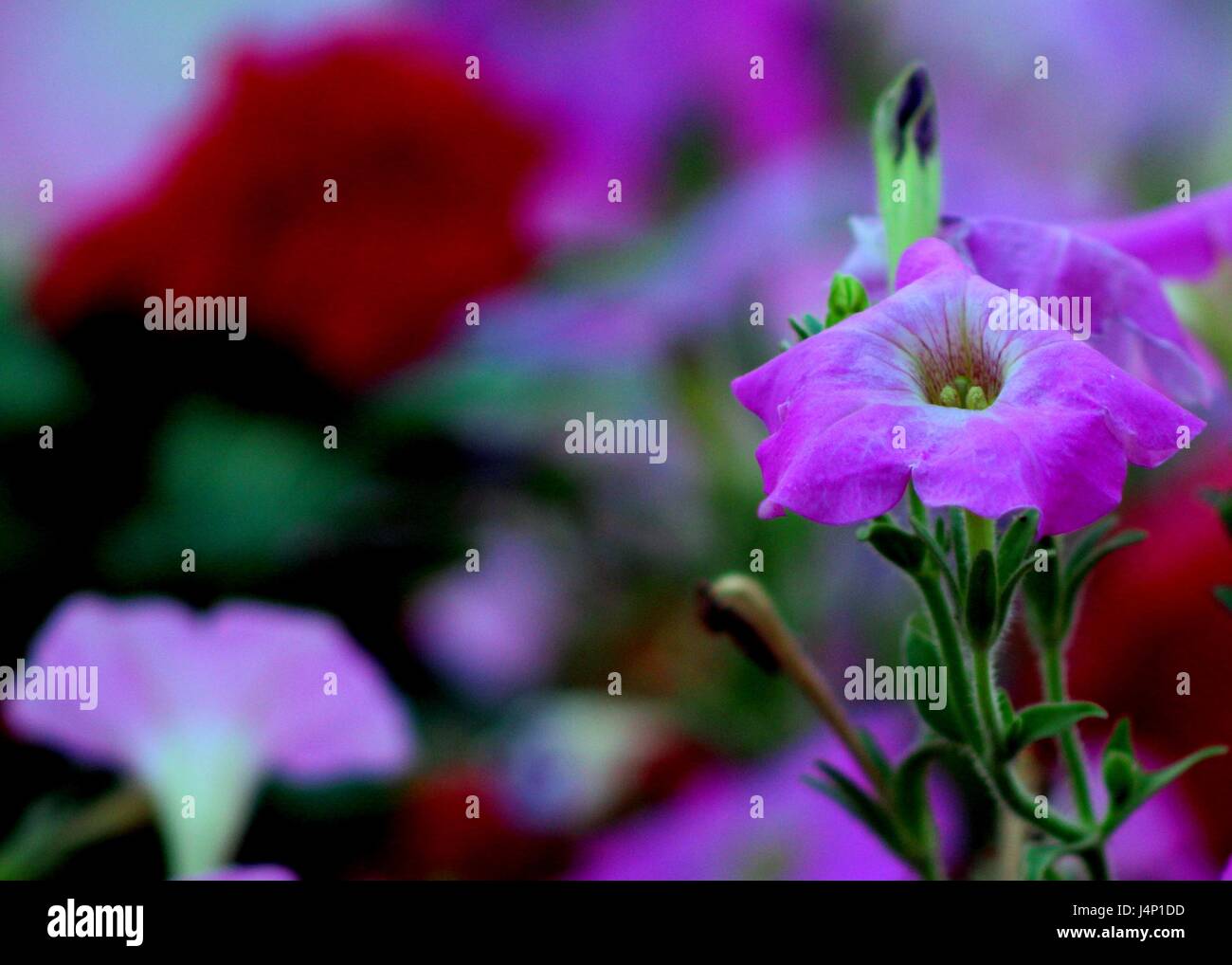 Petite fleur de couleur mauve trouvés à Sharjah côté route Banque D'Images