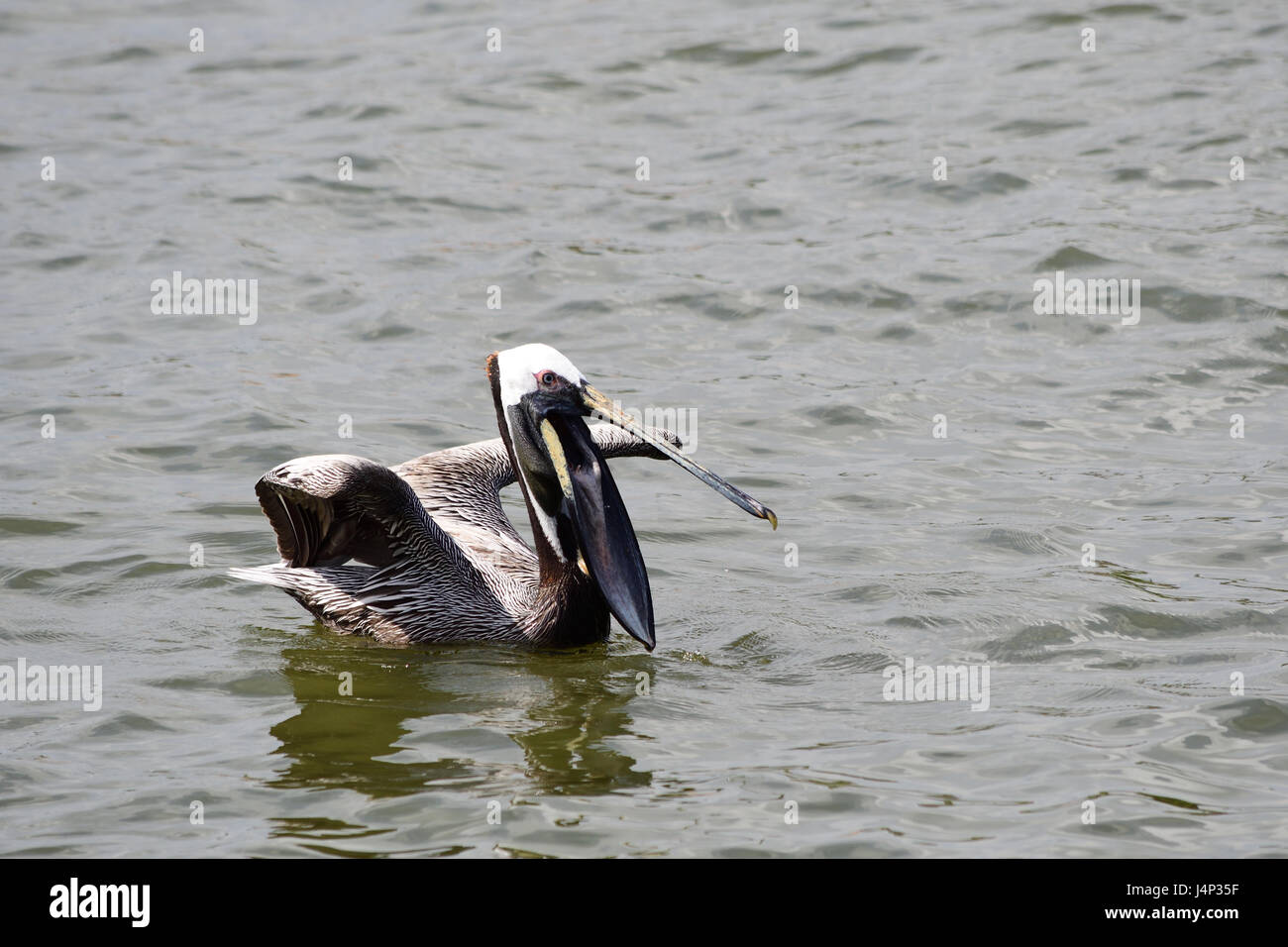 Pelican reposant sur le poisson avale de l'océan Banque D'Images