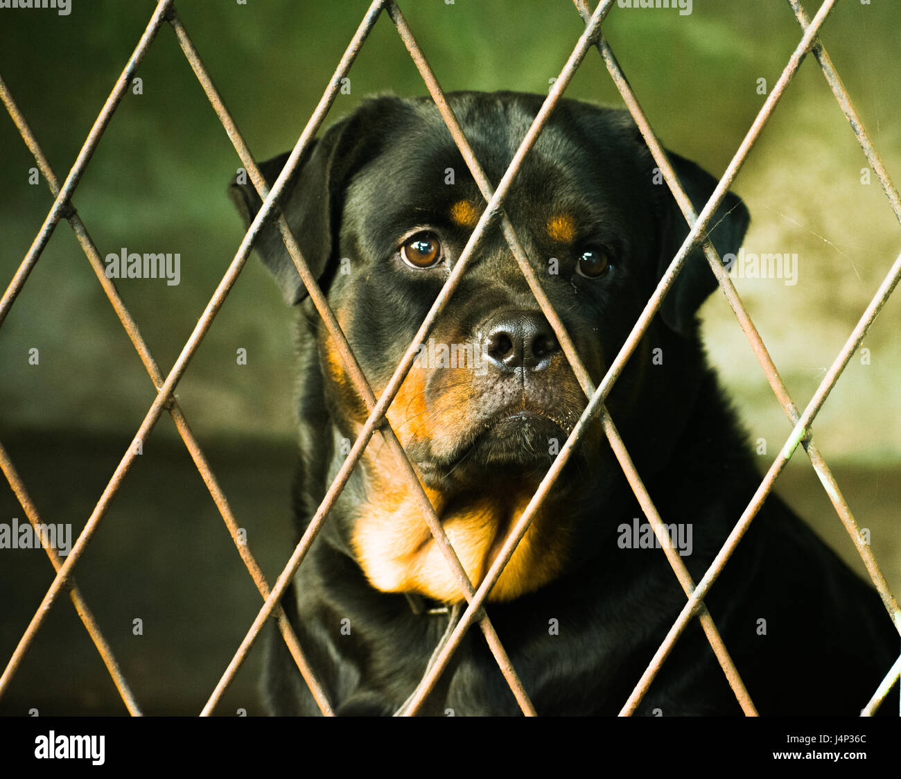 Rottweiler noir en cage Banque de photographies et d’images à haute