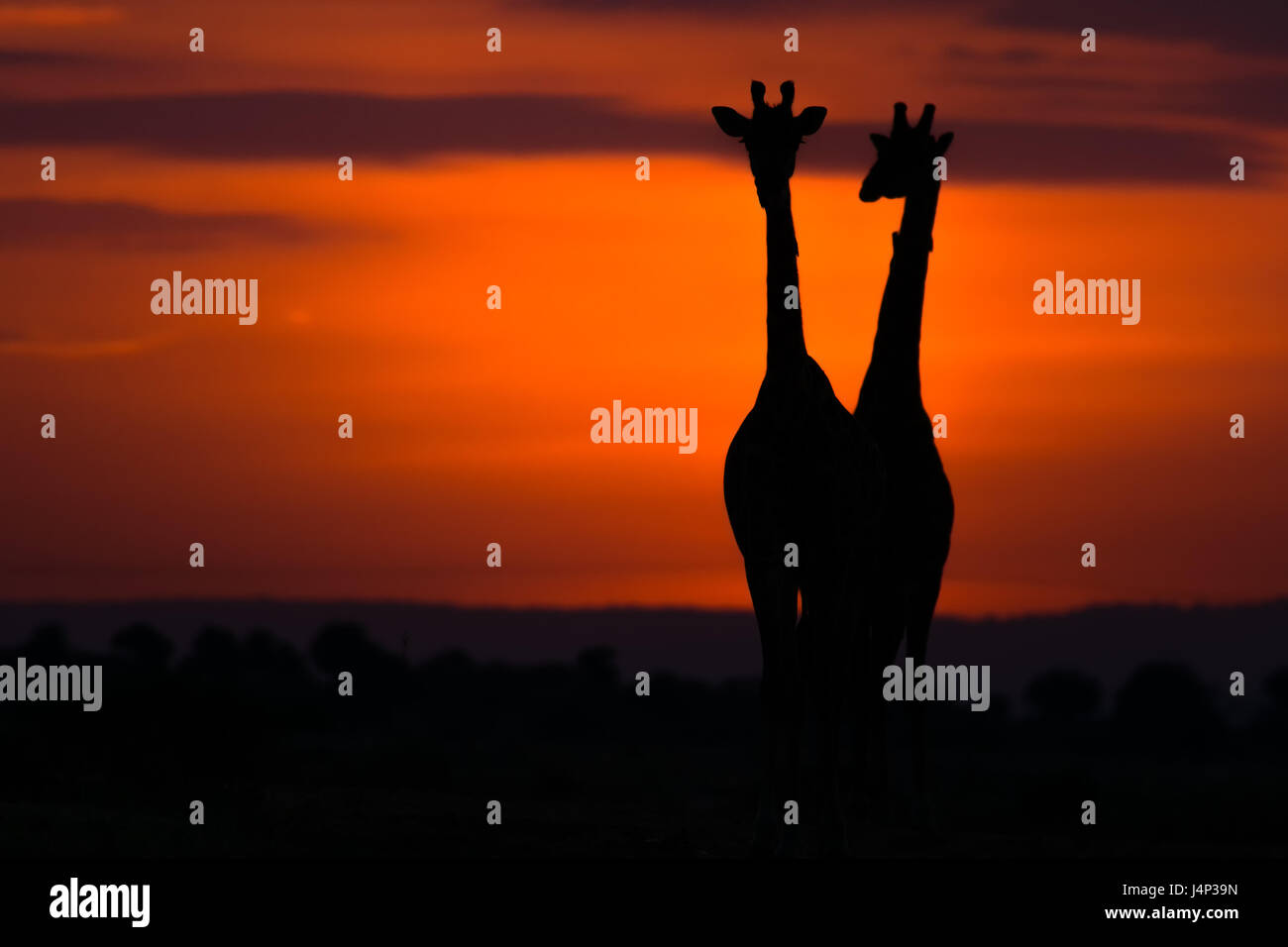 Les Girafes se découpant contre l'éclairage orangé de sunrise, Maasai Mara, Kenya Banque D'Images