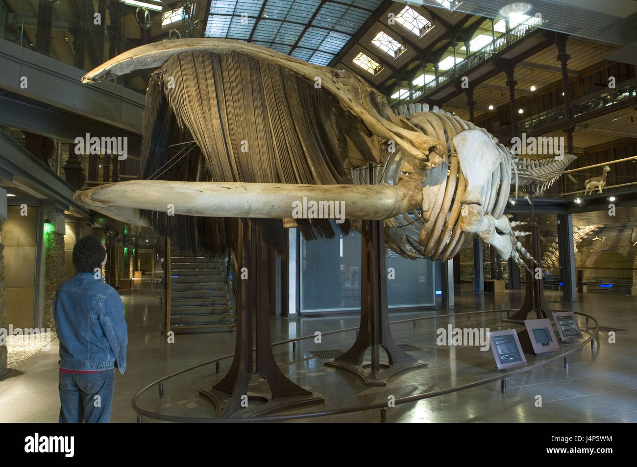 France, Paris, Jardin des Plantes, Musée National d'Histoire de tempérament, hall, visiteur, squelettes, animaux Banque D'Images