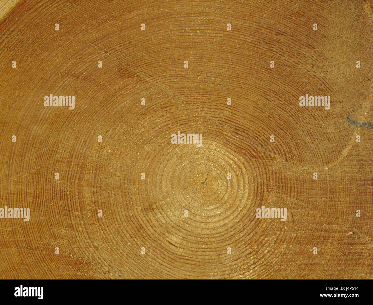 Tronc, section transversale, tree-rings, détail, arbre, souche, des boiseries, de l'énergie, le feu de bois, la chaleur, la chaleur, carburant, fournisseur d'énergie, matières premières, naturelles, renouvelables, croissance, économie, bois de chauffage, sciages, structure, bagues, course annuelle, le temps de l'exécution, l'histoire naturelle, produit naturel, Banque D'Images