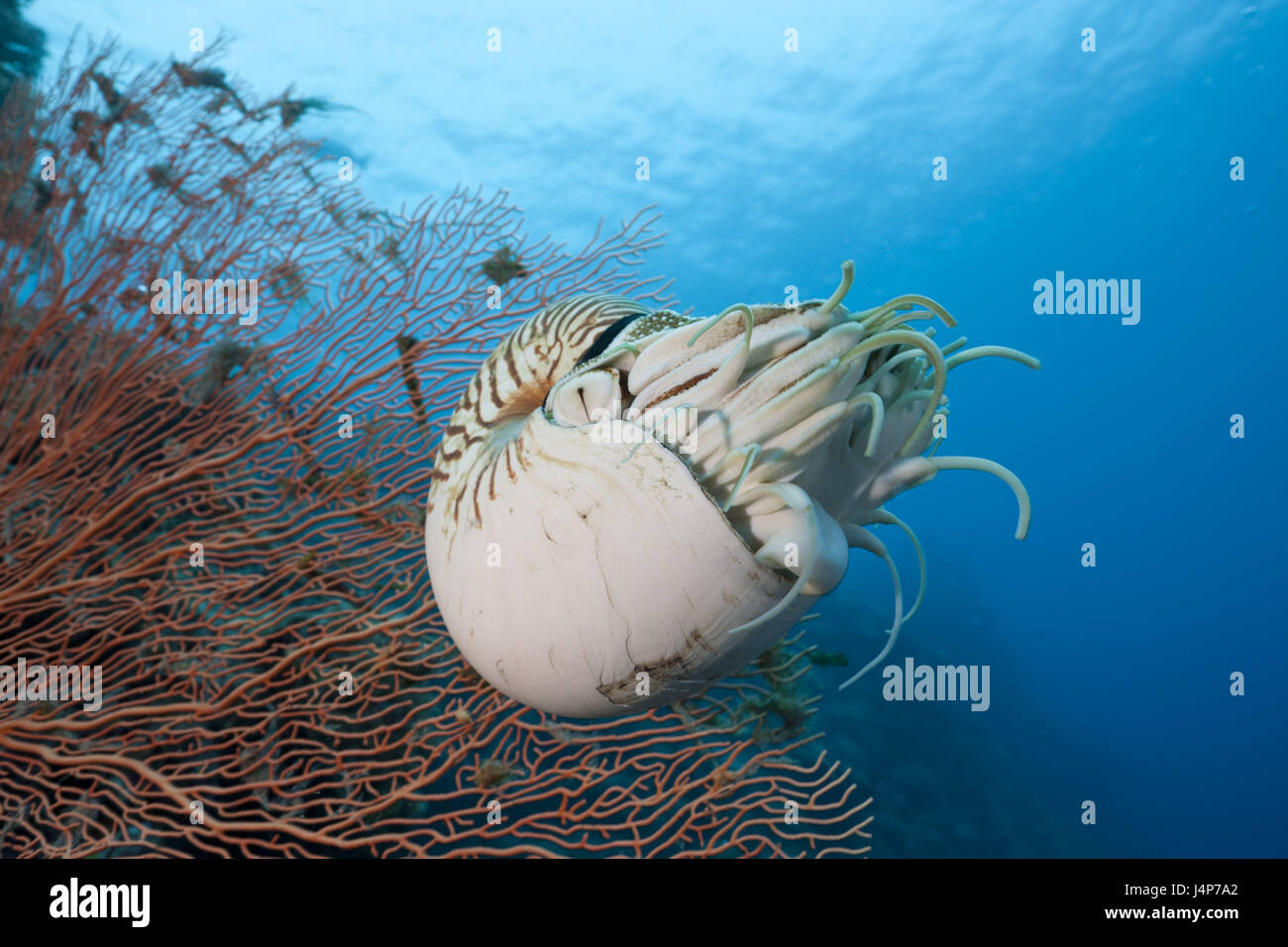 L'enregistrement sous-marine, corail, Nautilus, Nautilus, belauensis Banque D'Images