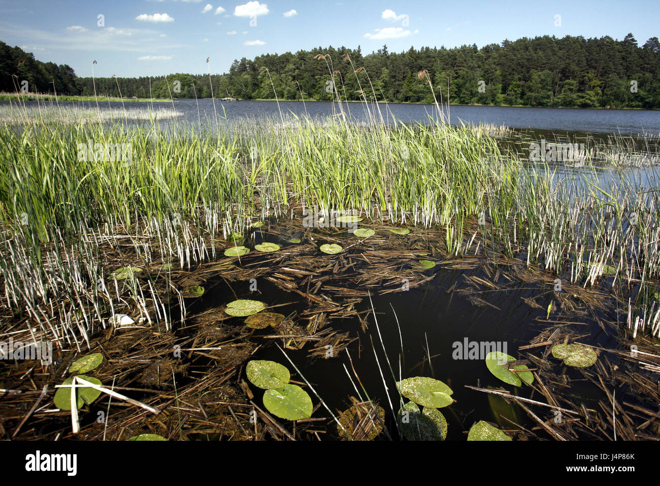 La Lituanie, Vilnius, région du lac, paysage, reed, Banque D'Images