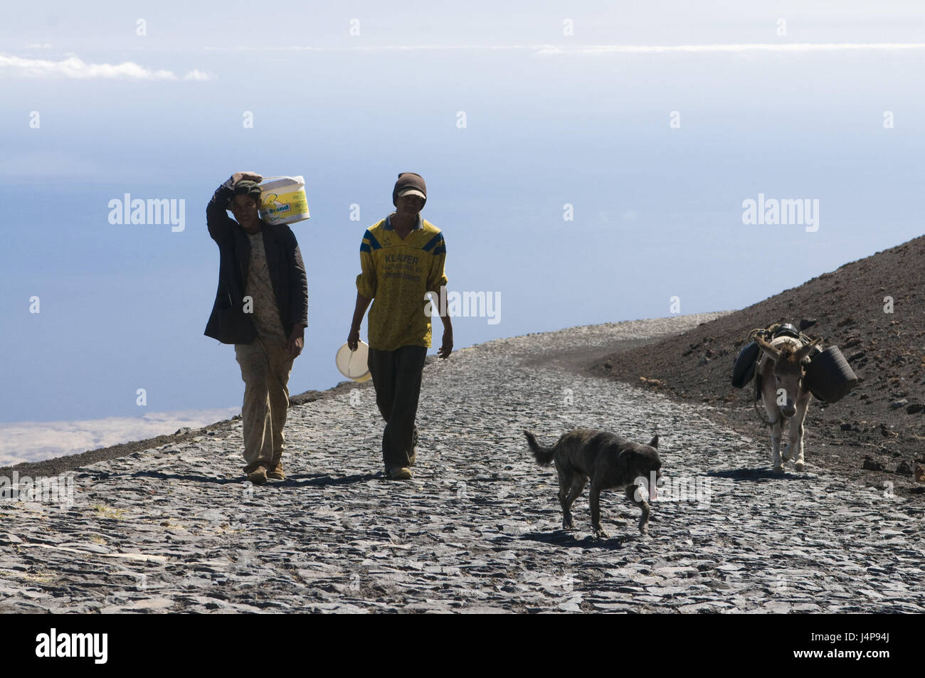 Âne, locale, chien, façon, Fogo, Kapverden, Banque D'Images