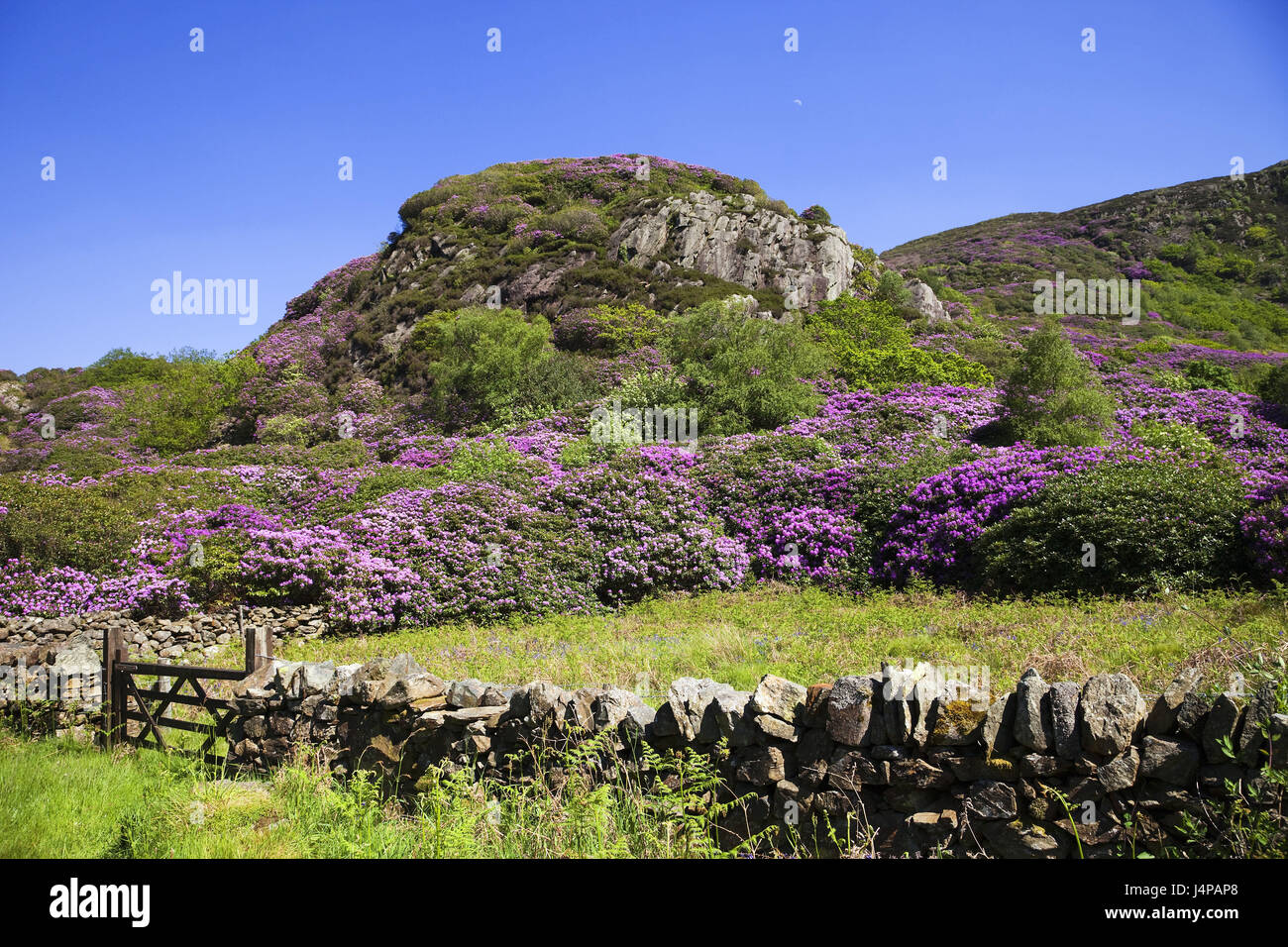 Pays de Galles, Gwynedd, parc national de Snowdonia, montagne, rhododendron, Banque D'Images