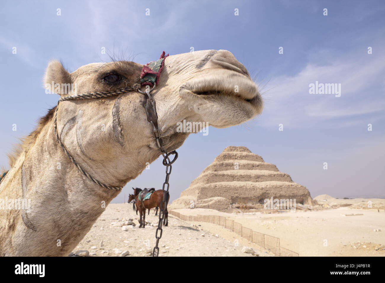 Camel, pyramide de Sakkara le pharaon Djoser, Egypte, Sakkara, Banque D'Images