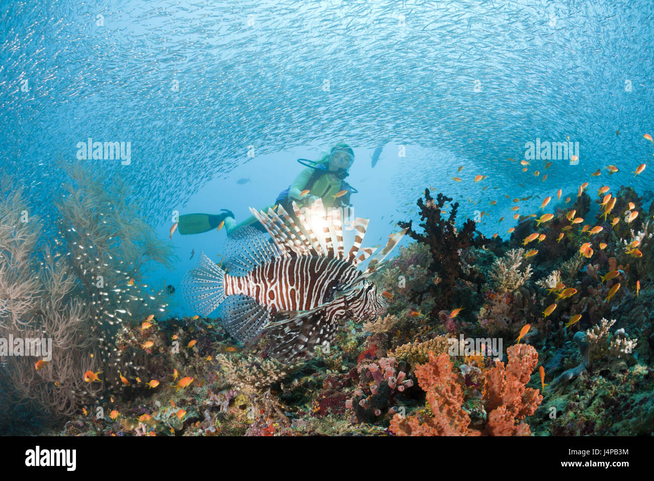 Feu rouge et poissons, plongée Pterois miles, les Maldives, Maya thila, le North Ari Atoll, Banque D'Images
