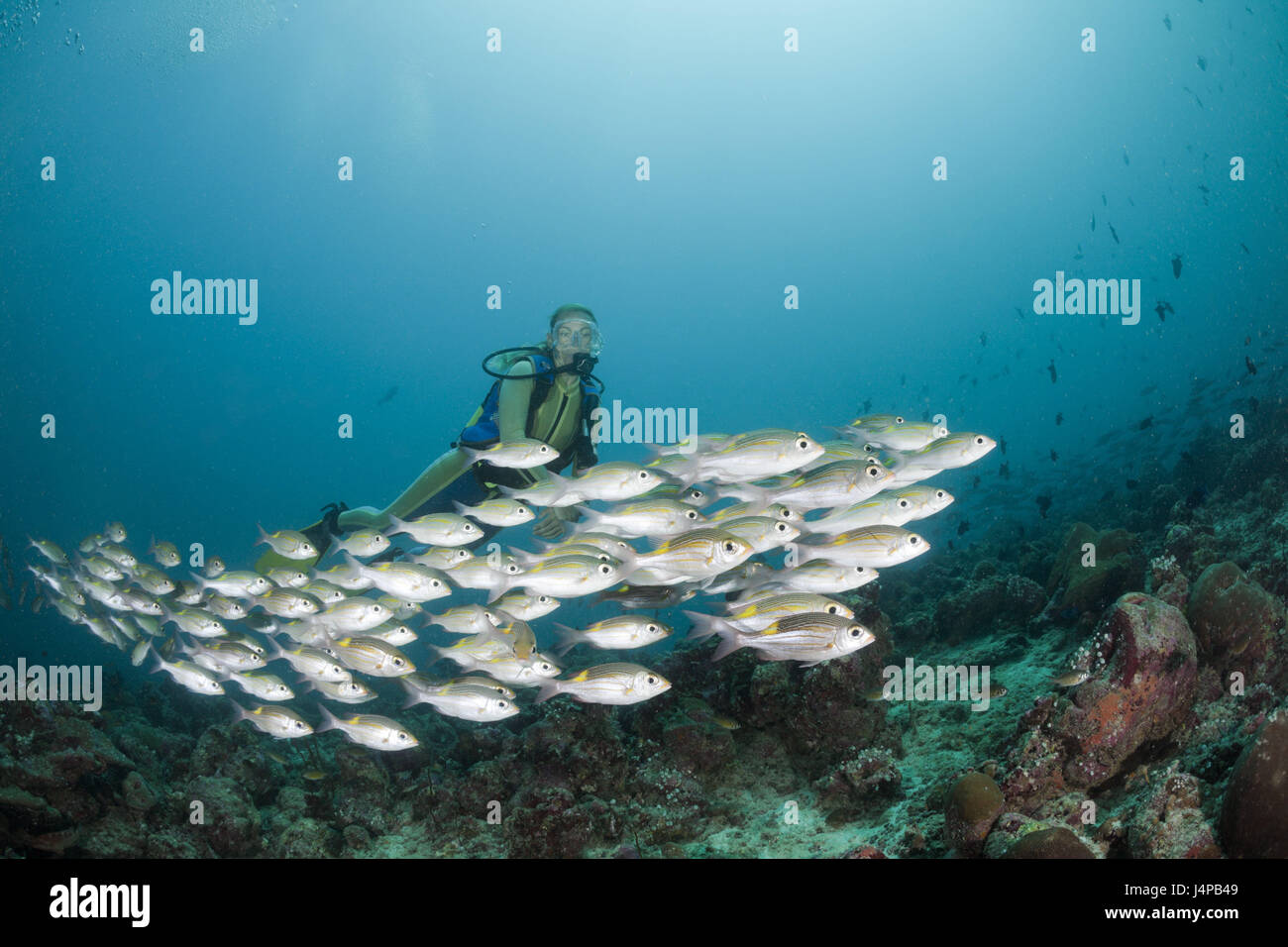 Tache lumineuse sweeper et plongeur, Gnathodentex aurolineatus, les Maldives, Medhu Faru reef, le temps du sud, l'atoll Banque D'Images