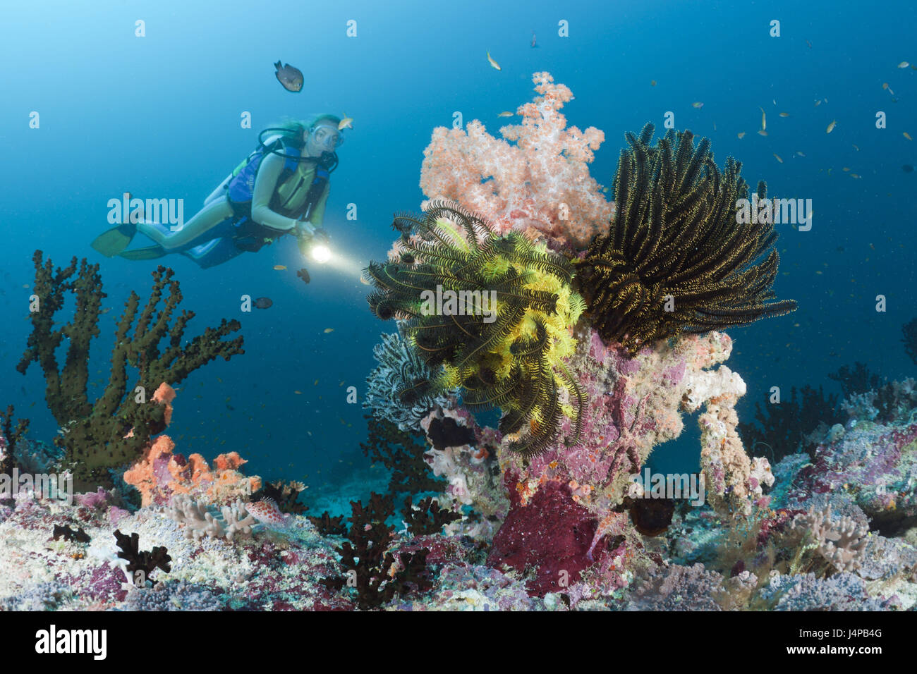 En plongée récif coloré, les Maldives Kandooma thila, le sud de l'atoll, fois, Banque D'Images