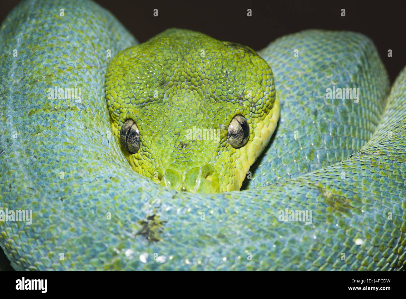 Green Tree python, Morelia viridis, Indonésie, Papouasie occidentale, Misool Banque D'Images