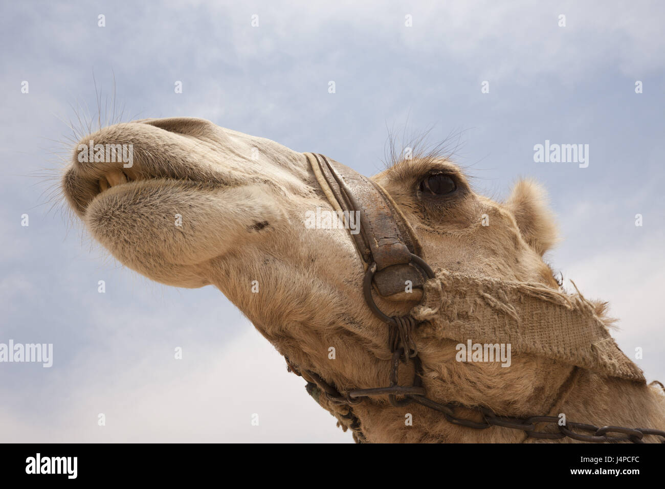 Chameau d'Arabie, le dromadaire, Camelus dromedarius, Egypte, Dahschur, portrait, Banque D'Images