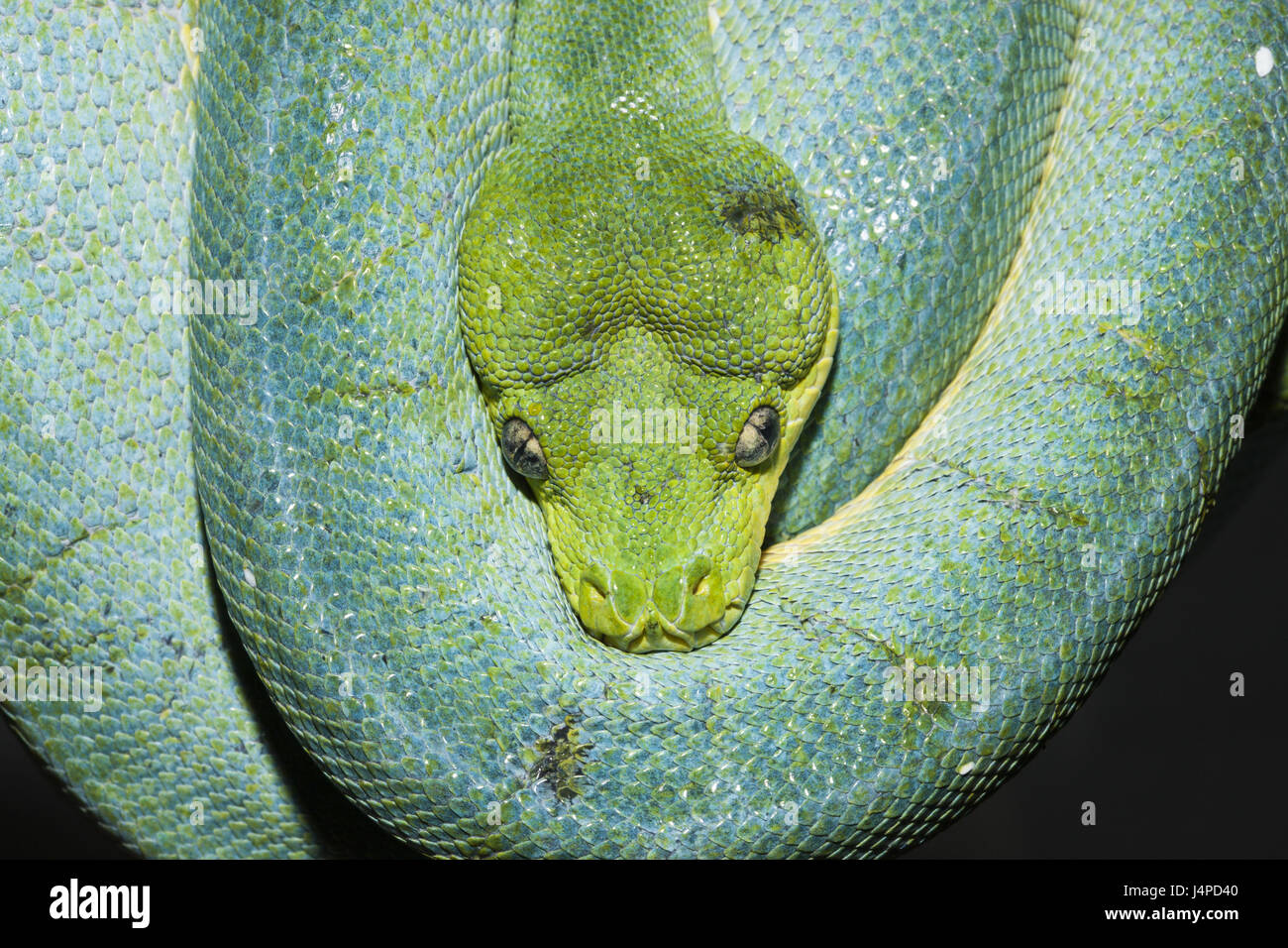 Green Tree python, Morelia viridis, Indonésie, Papouasie occidentale, Misool Banque D'Images