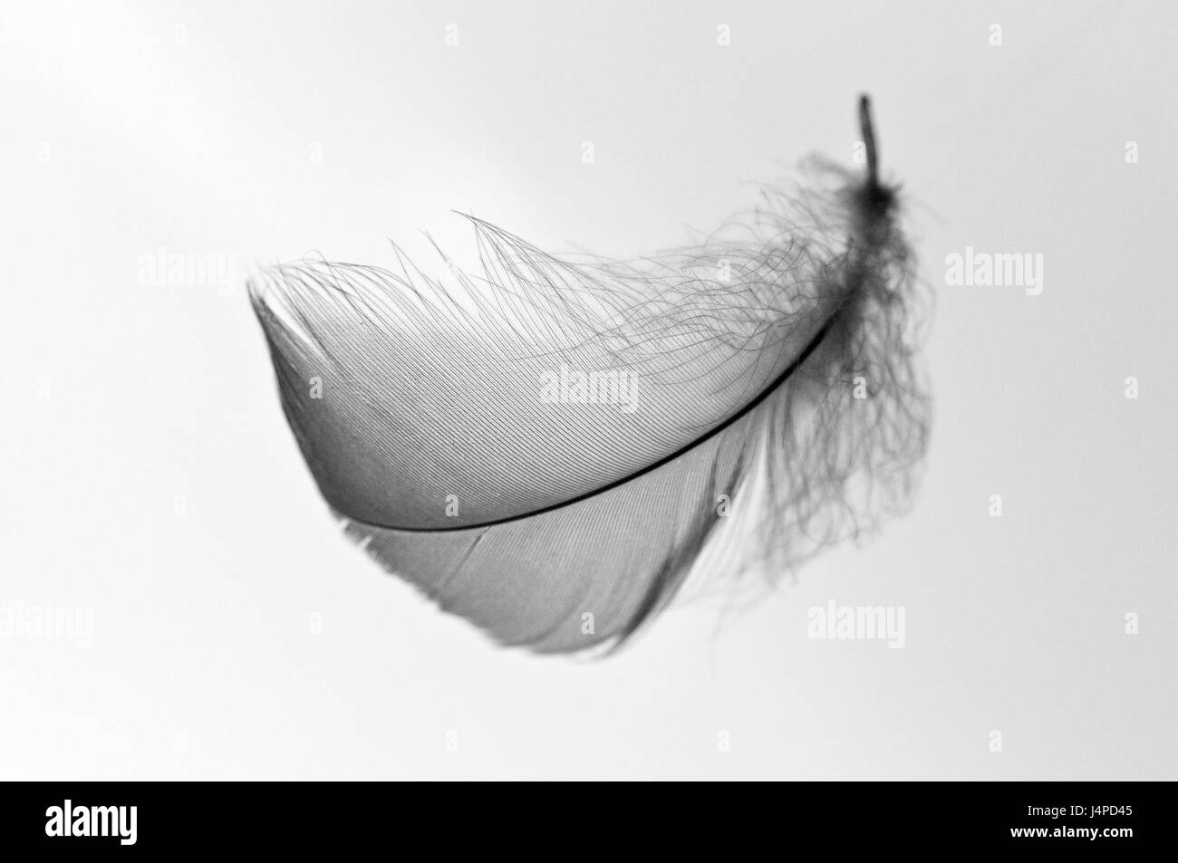 Vogel's feather, Banque D'Images