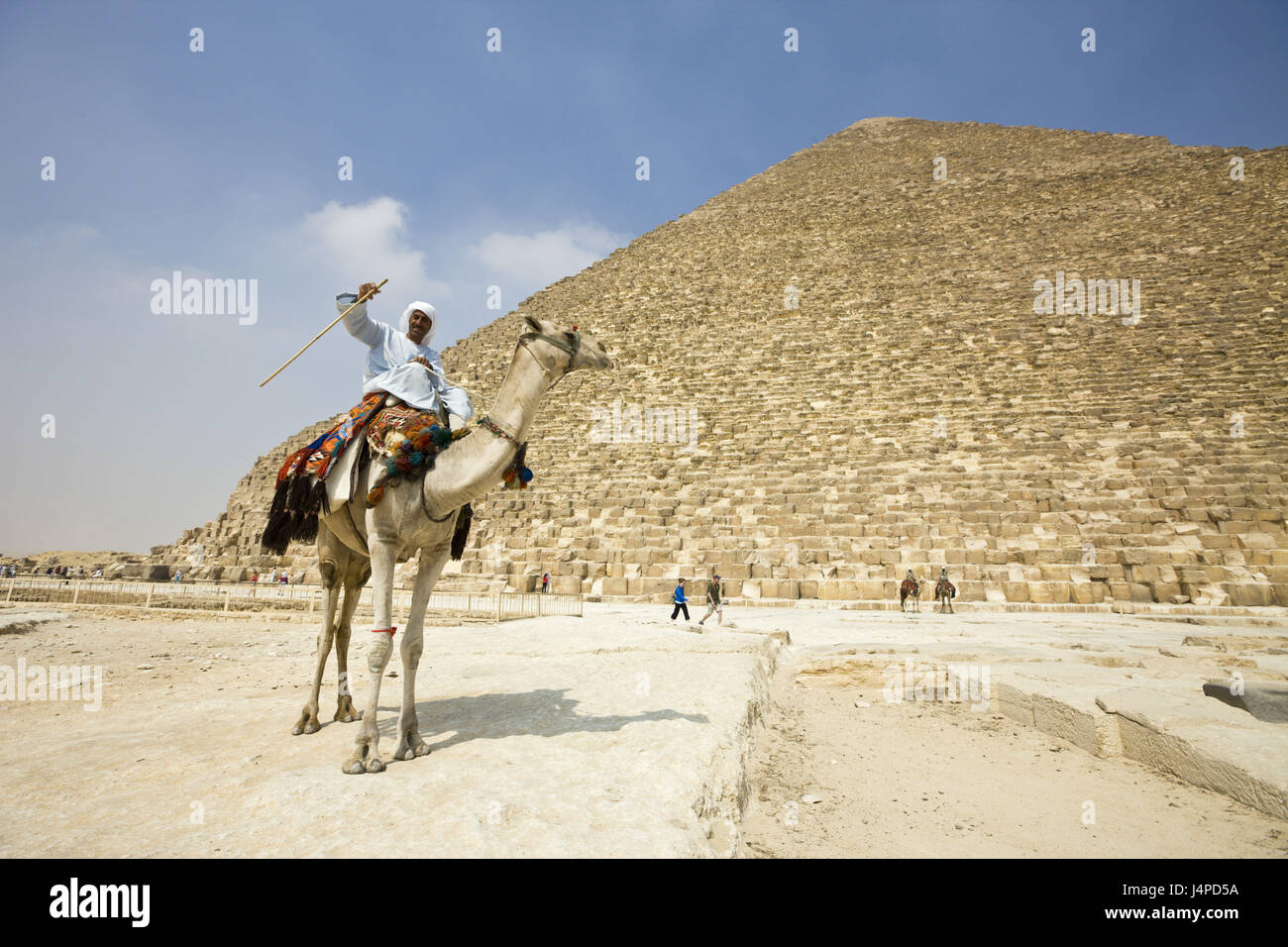 Chamelier avant Khéops Pyramide, en Egypte, Le Caire, Banque D'Images