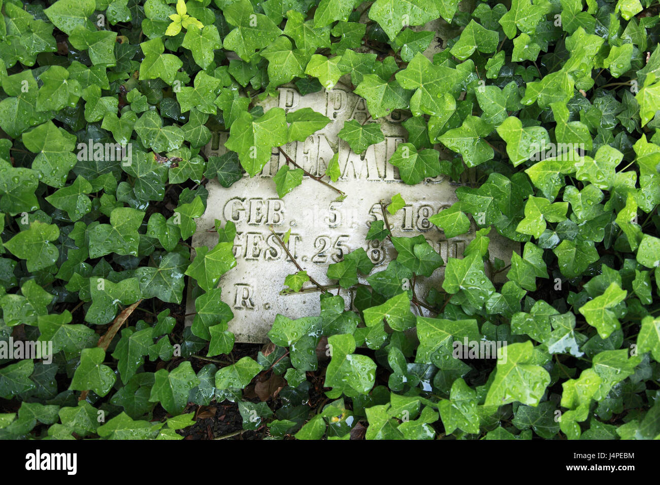 Cimetière, détail, pierre tombale, de lierre, de devenir, envahi par la Banque D'Images