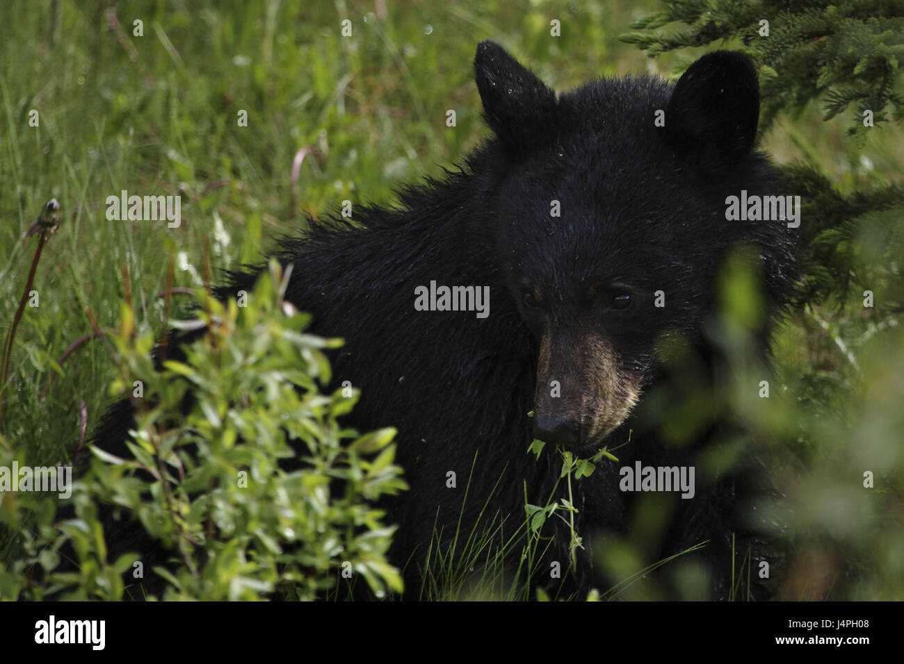 Ours noir, Ursus americanus, assis, le jeune animal, Canada, Alberta, Parc National de Jasper Banque D'Images