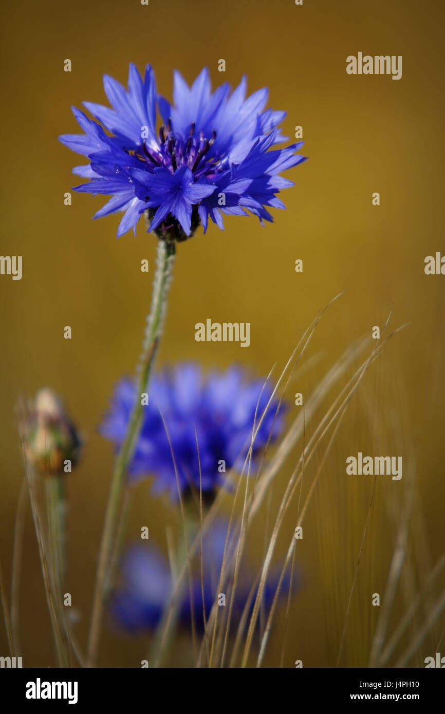 Bleuet, Centaurea cyanus, blossom, pleines de couleurs, violet, champ de céréales, de l'accordage, chaleureusement, la profondeur de champ, bien sûr, l'Allemagne Mecklenburg-ouest Pomerania, Rügen, Banque D'Images