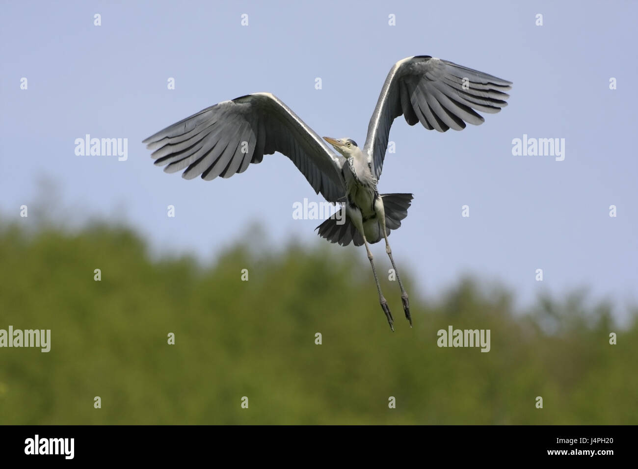 Les hérons gris, Ardea cinerea, un, voler, lancer, surprise, l'arrière-plan, vagues, Banque D'Images