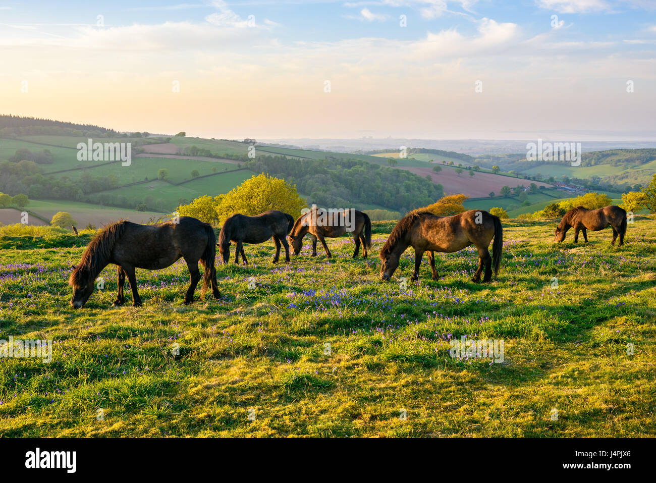 Troupeau de poneys Exmoor sur Cothelstone Hill dans le collines de Quantock, Somerset, Angleterre. Banque D'Images