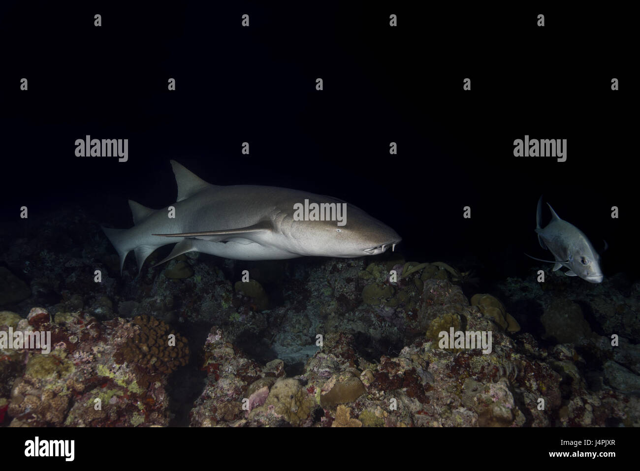 Requins nourrice fauve - Nebrius ferrugineus dans la nuit, l'Océan Indien, les Maldives Banque D'Images