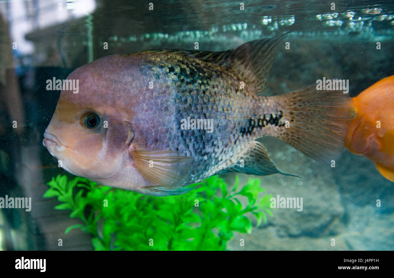 Cichlasoma synspilum rainbow ou Vieja Cichlasoma est un poisson d'aquarium. Banque D'Images
