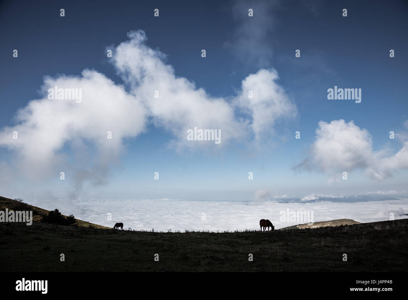 Deux silhouettes de chevaux sur une montagne, sous un grand ciel bleu avec quelques nuages, très proche et sur une vallée pleine de brouillard Banque D'Images