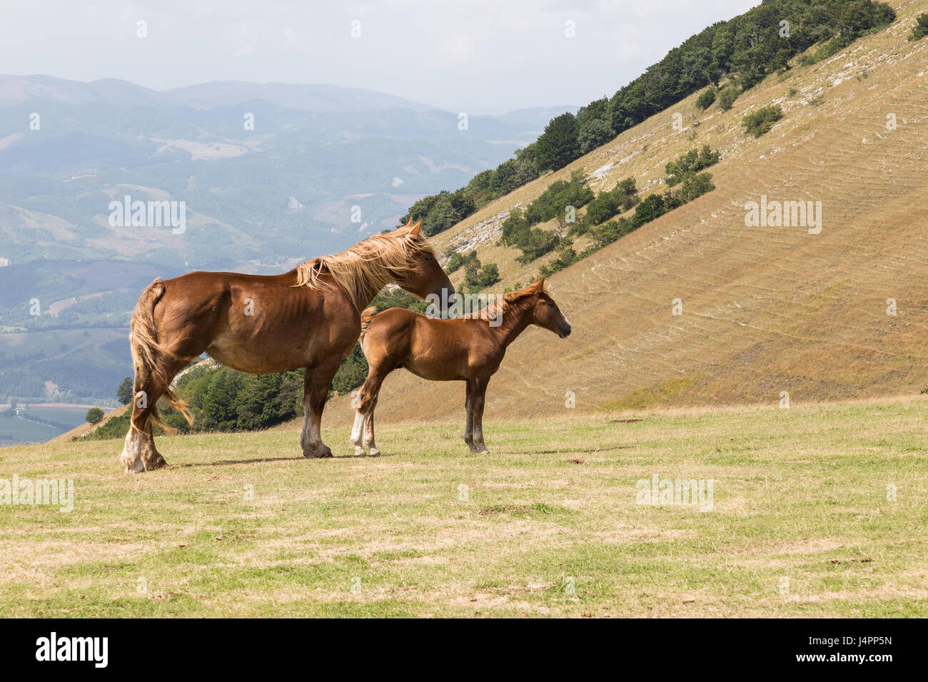 Deux chevaux dans la même posture, regardant dans la même direction, dans un paysage de montagne Banque D'Images