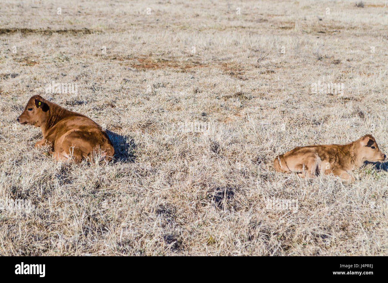 Deux vaches brunes et de veaux couchés dans le foin herbe séchée sur terrain prairie en hiver Banque D'Images