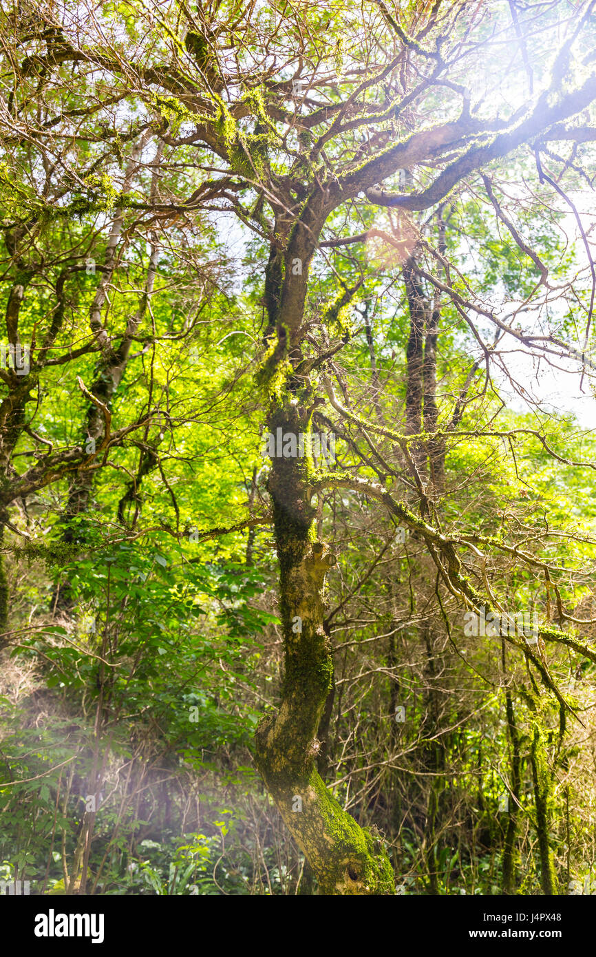 Vue sur les arbres de buis moussus des forêts sauvages Banque D'Images