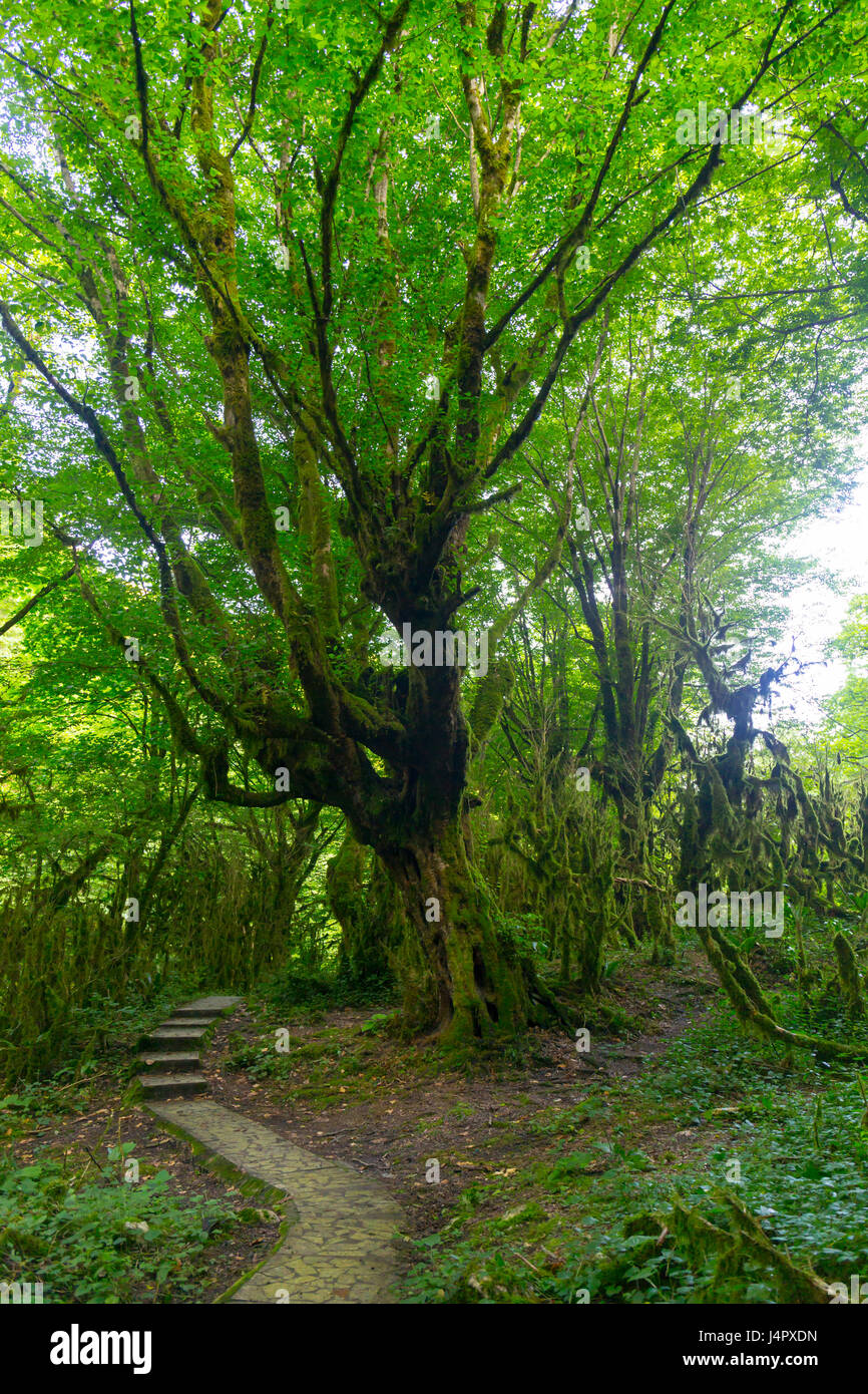 Forêt de conte avec arbres et buis moussus sauvages un chemin Banque D'Images