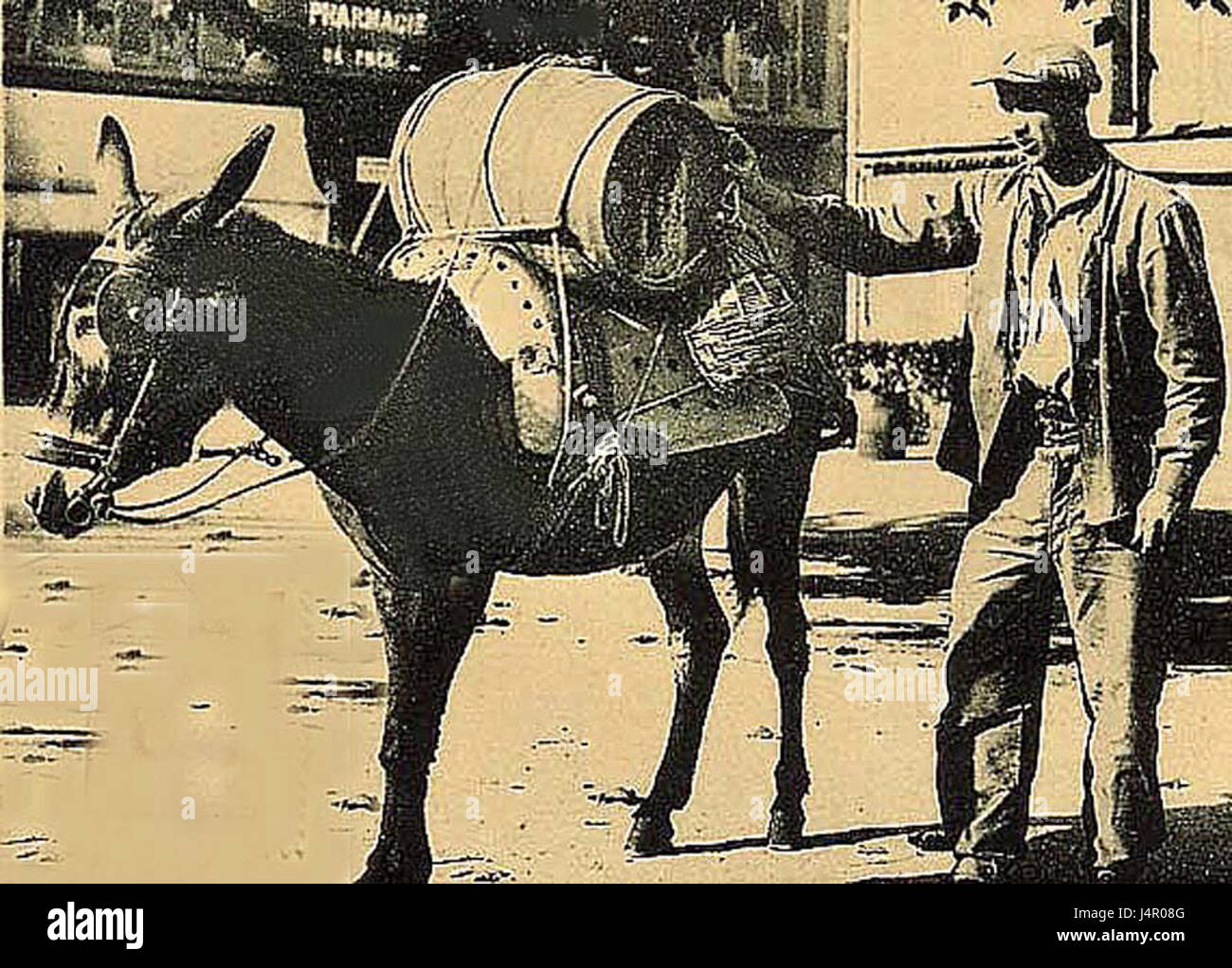 Transport de vin par mule en Provence 1921 Banque D'Images Transport de vin par mule en Provence 1921 Banque D'Images