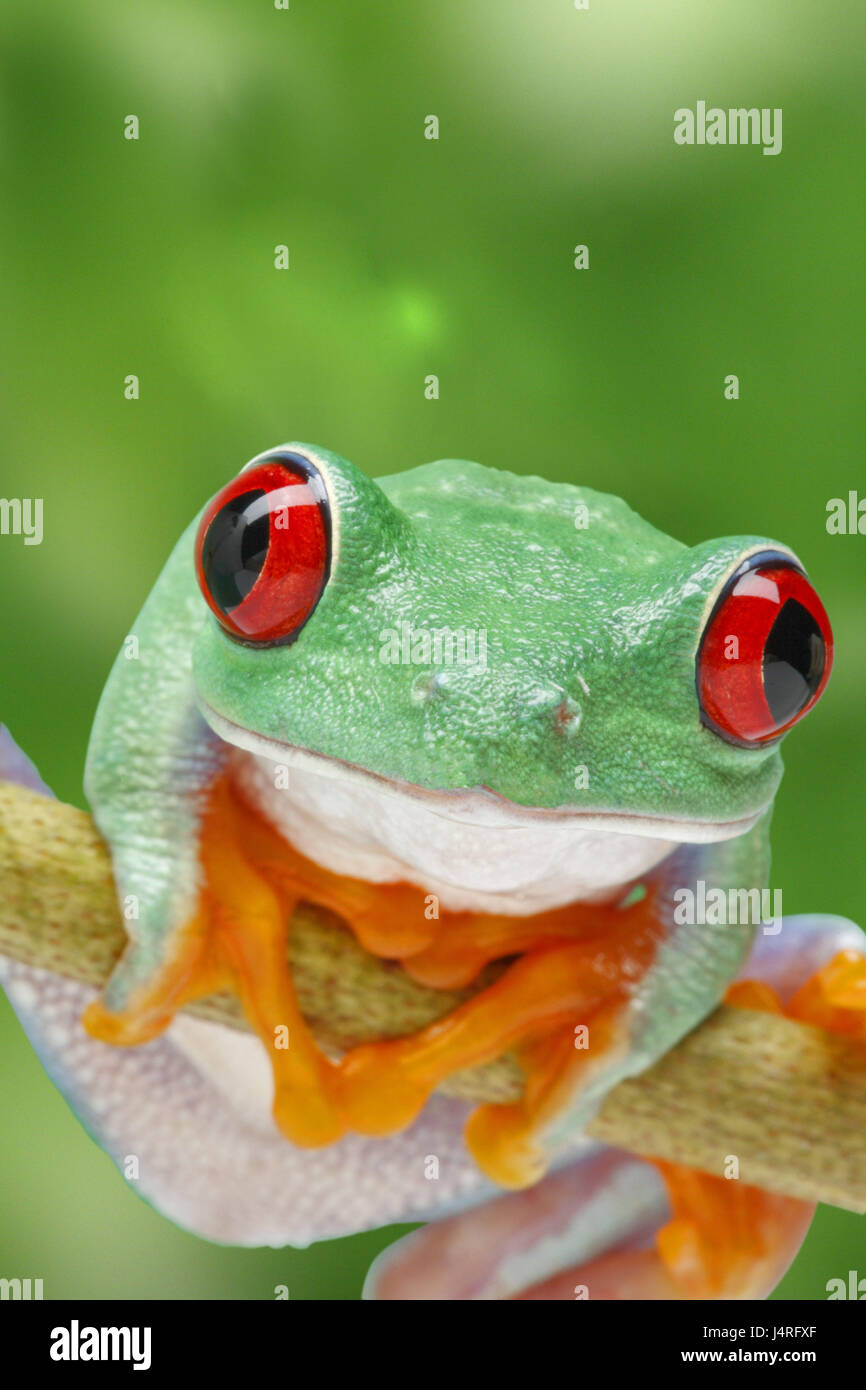 Le feuillage de l'effet yeux rouges Grenouille, manette, montée, Banque D'Images