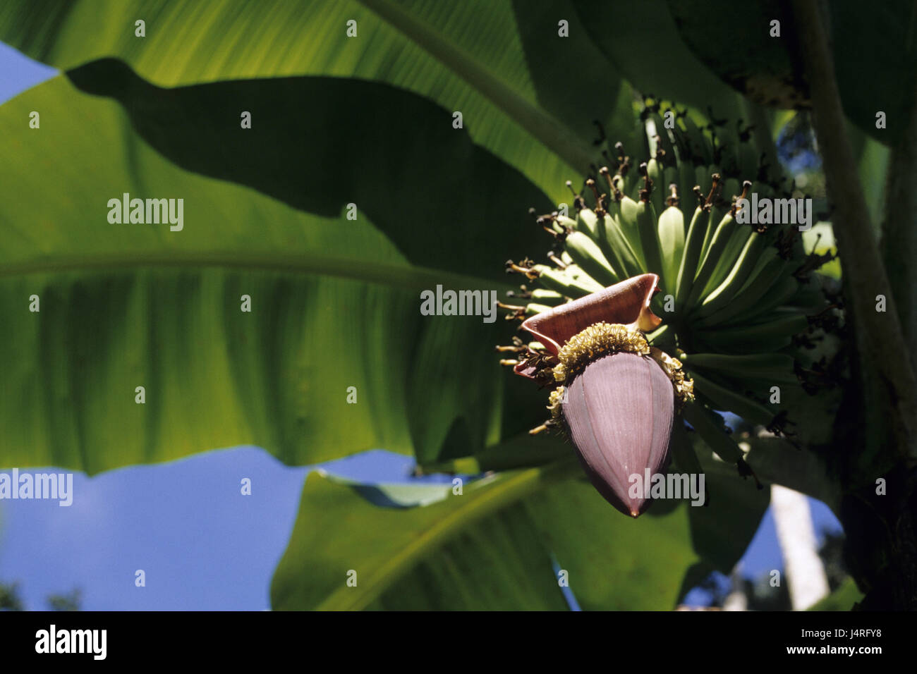 Costa Rica, bananier, Bribri, détail, Banque D'Images