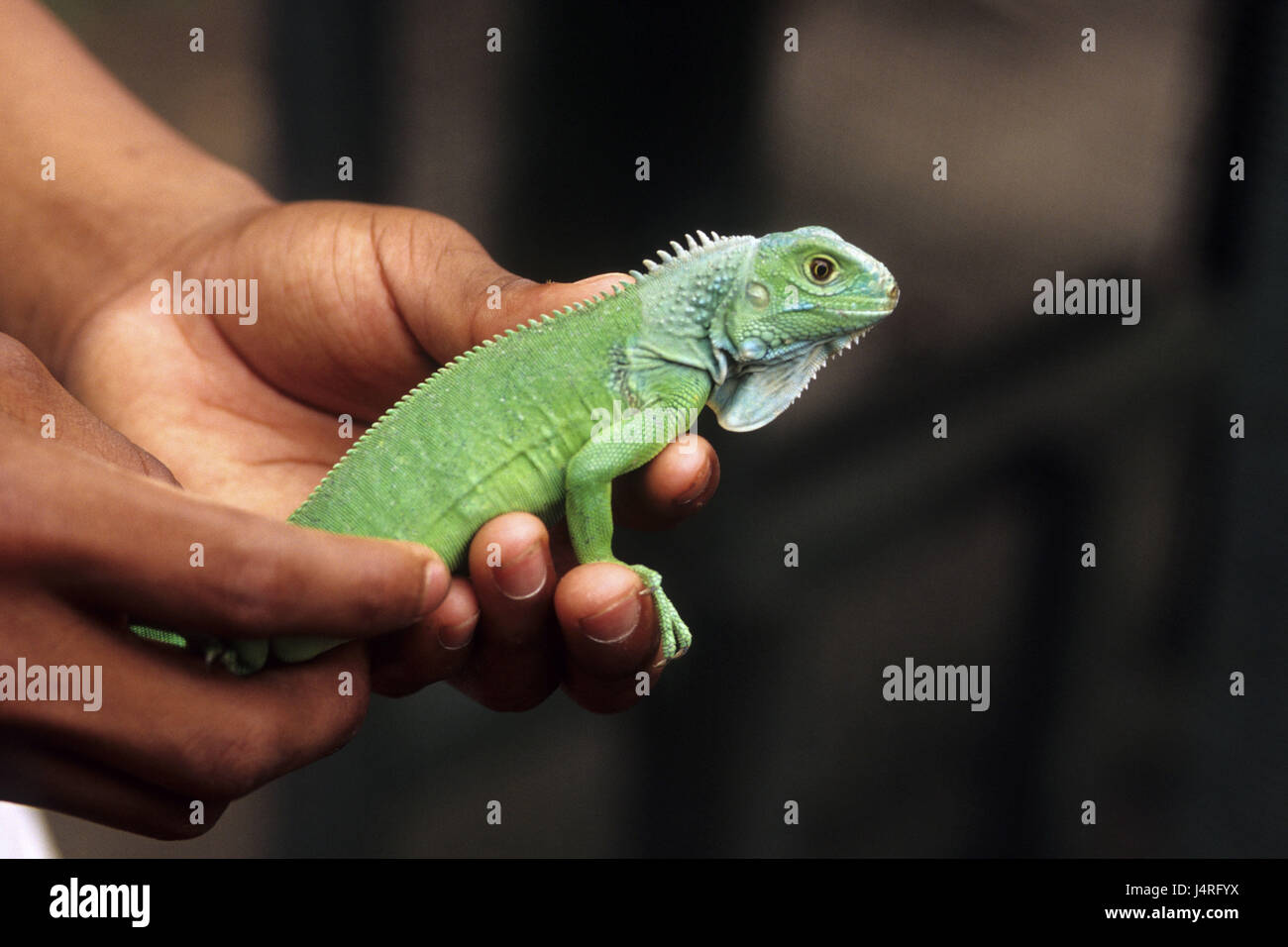 Costa Rica, Keköldi, vert Leguan, jeune animal, mains, Banque D'Images