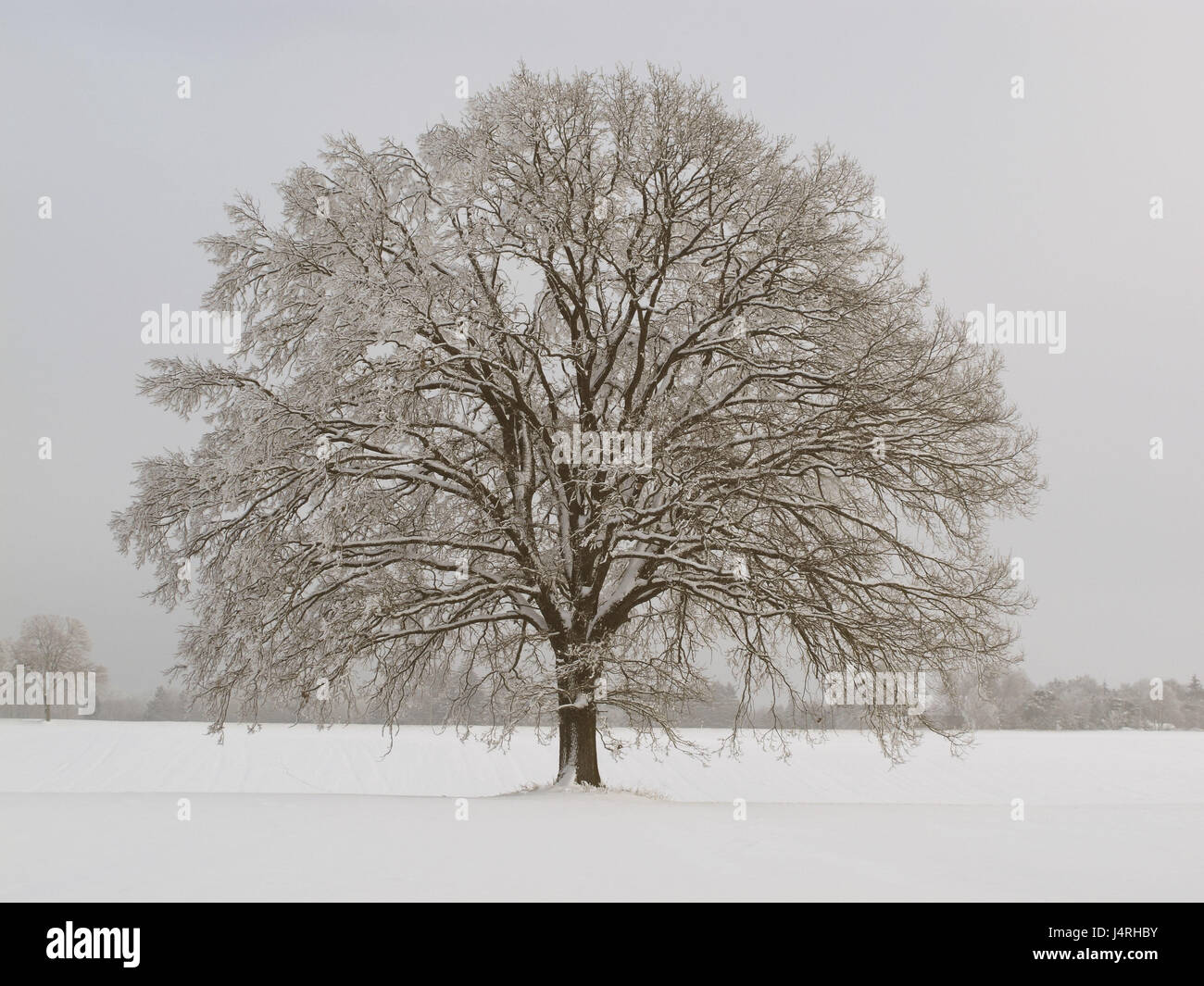Pré, arbre, chêne, hiver, Banque D'Images