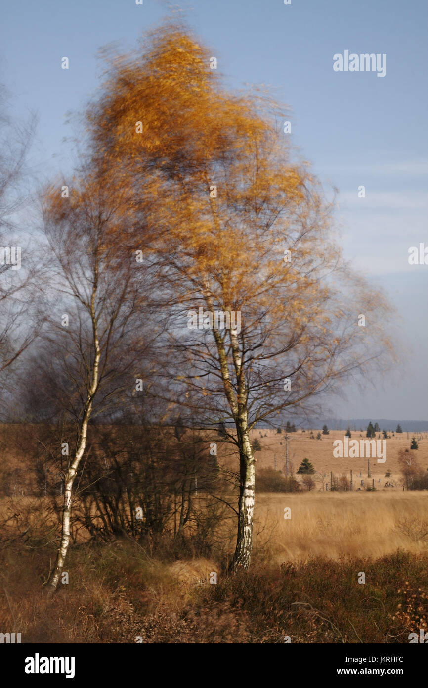 Hochmoor, automne tuning, bouleau, vent, flou de mouvement, Europe, Belgique, Eifel, Hautes-fagnes, Banque D'Images