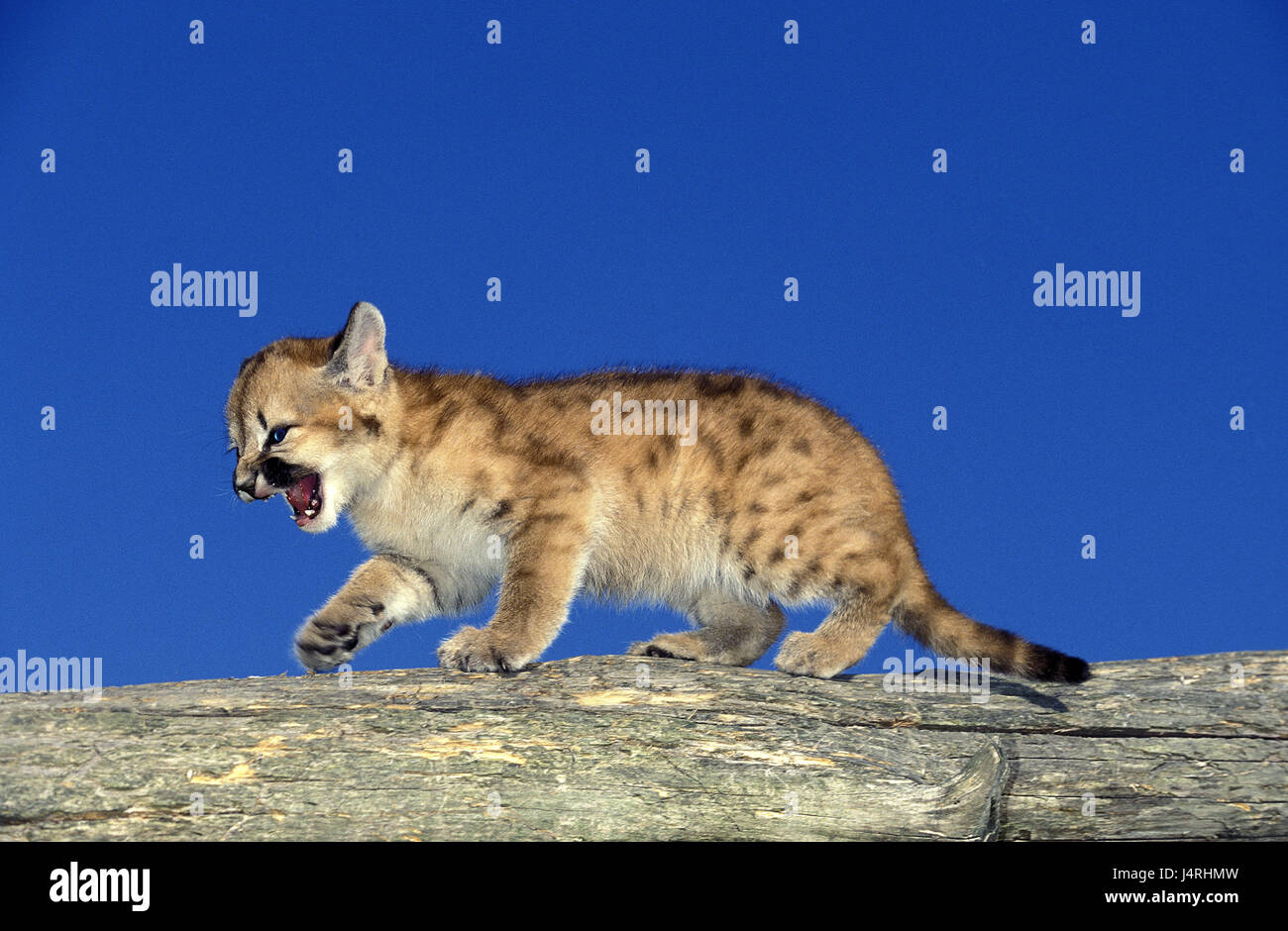 Puma, Puma concolor, jeune animal Photo Stock - Alamy
