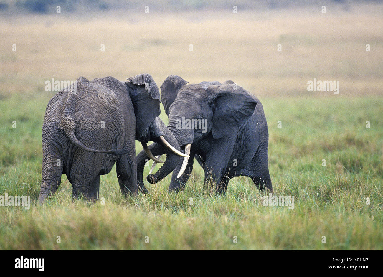 L'éléphant d'Afrique, Loxodonta africana, les jeunes animaux, deux, jouer, parc de Masai Mara, Kenya, Banque D'Images