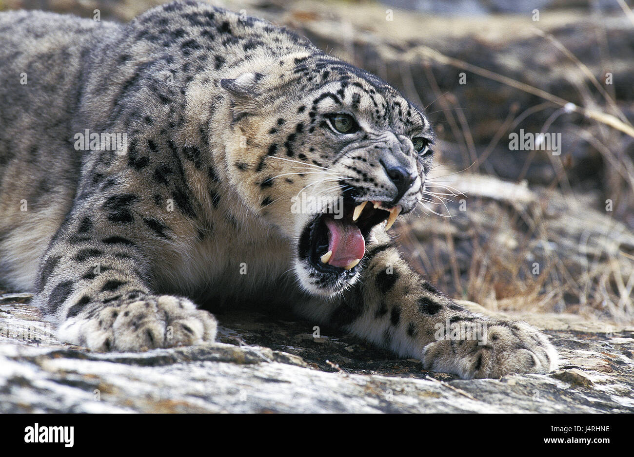 Snow Leopard, Uncia uncia, souffle, geste menaçant, Banque D'Images