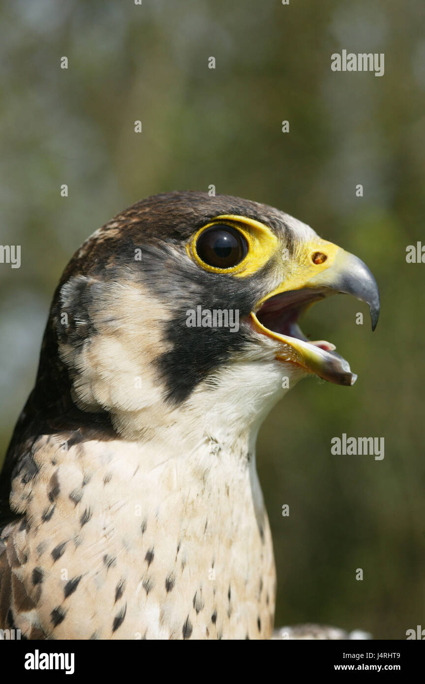 Le faucon pèlerin, le faucon pèlerin, Falco peregrinus, portrait, Normandie, France Banque D'Images