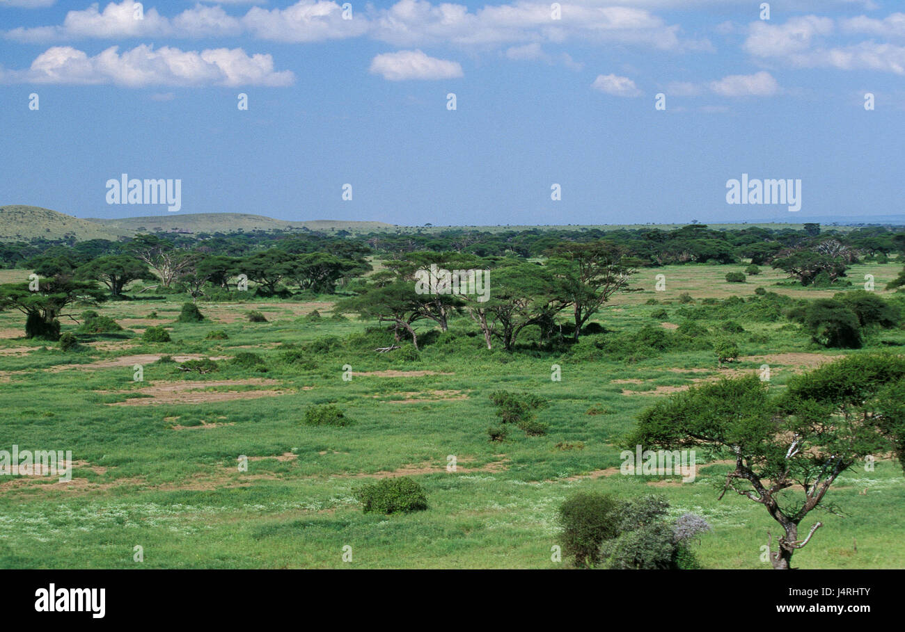 Savane, Masai Mara, Kenya, Nationalparlk Banque D'Images